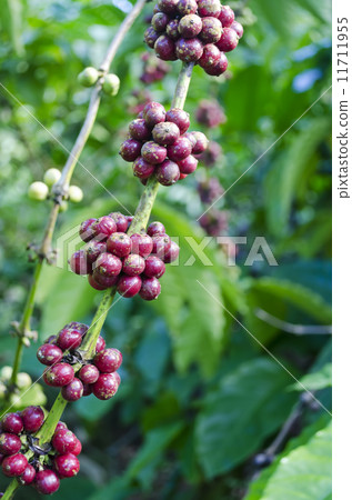 Coffee Beans Coffee Beans 11711955
