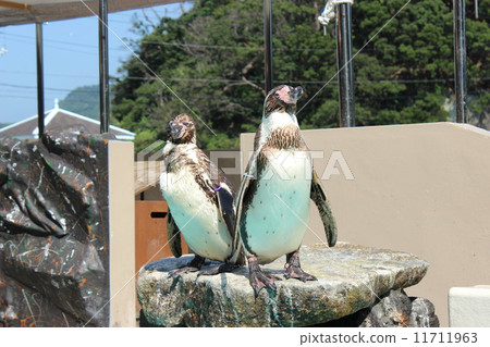 下田水族館的企鵝 下田水族館的企鵝 11711963