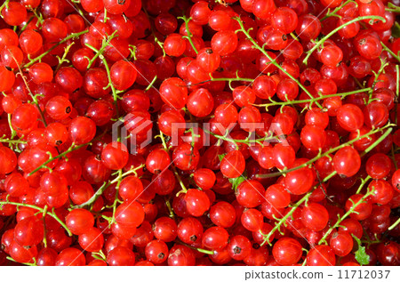 Healthy red currants Healthy red currants 11712037