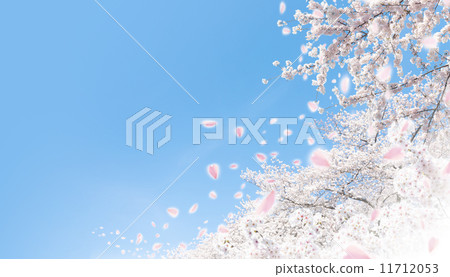 櫻桃樹 11712053