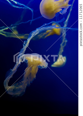 Indonesian Sea Nettle-39 11712065