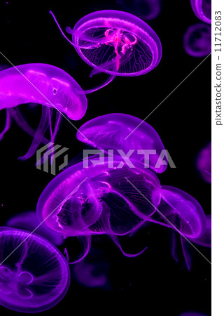 Moon Sea Jelly -233 11712083