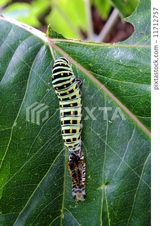 On the top of the tail, a larva series · It has grown all over On the top of the tail, a larva series · It has grown all over 11712757