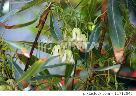 熱帶香草 熱帶香草 11712845