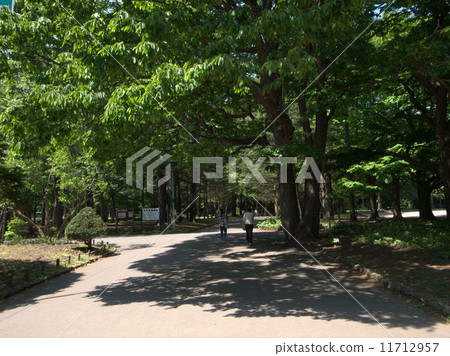 初夏的公園 11712957