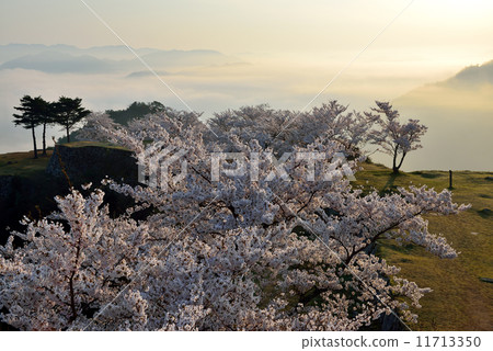 Cherry blossoms at Takeda castle 11713350