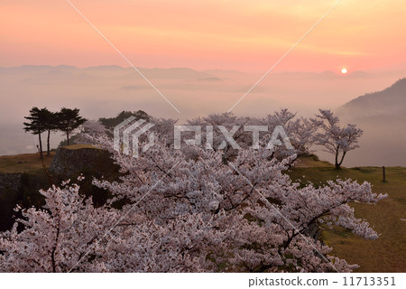 Cherry blossoms at Takeda castle 11713351