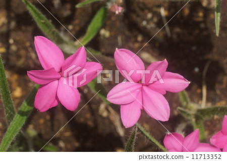 Atszakura Atszakura 11713352
