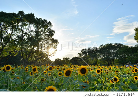 向日葵 11713614