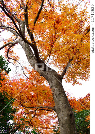 秋天的樹葉 11713629