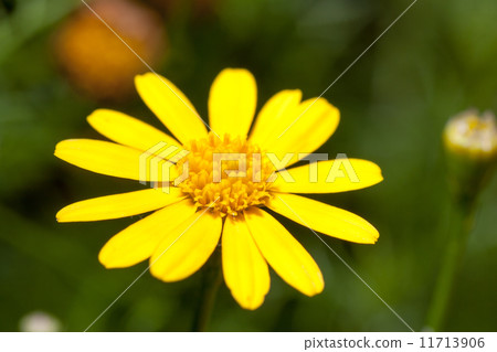 Darberg Daisy Darberg Daisy 11713906