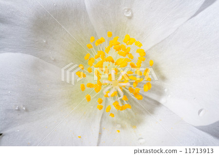 松田牡丹 11713913