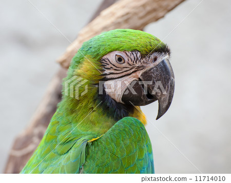 Blue and Gold macaw, Scientific name "Ara ararauna" bird 11714010