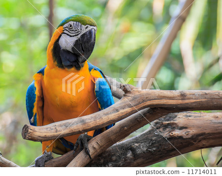 Blue and Gold macaw, Scientific name "Ara ararauna" bird 11714011