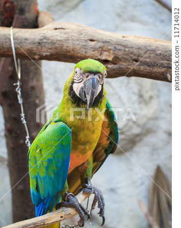 Blue and Gold macaw, Scientific name "Ara ararauna" bird 11714012