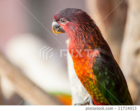 Cardinal Lory, Chalcopsitta cardinalis parrot bird 11714013
