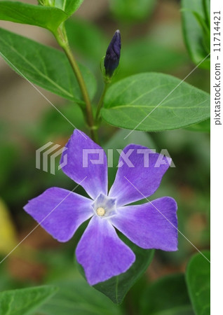 Cherry trees 11714421