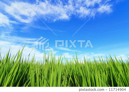 green grass and blue sky 11714904