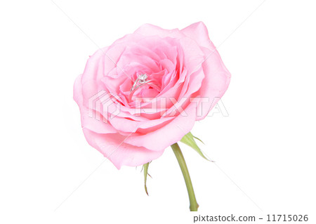 romantic wedding rings on pink rose flower 11715026