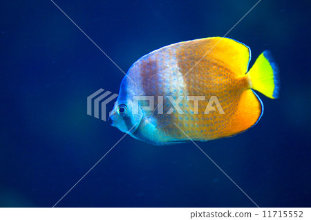 水族館的黃色熱帶魚 11715552