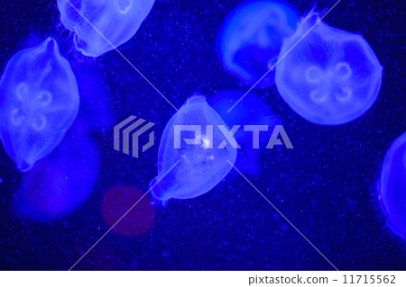 游泳淡水 游泳淡水 11715562