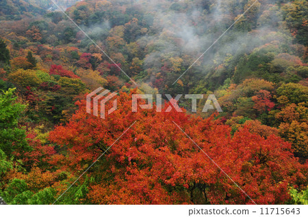 Mountains of autumn leaves Mountains of autumn leaves 11715643