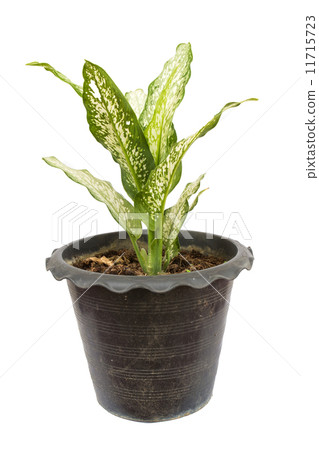 Dieffenbachia plant. In orange clay pots. Isolated on white background. 11715723