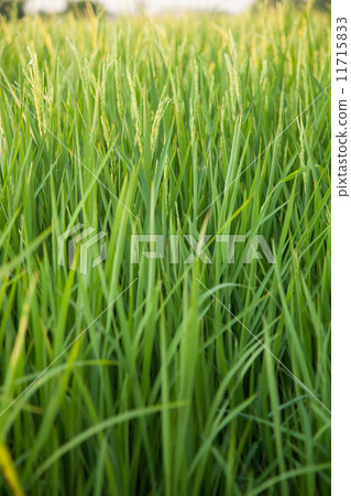 In the rice fields. 11715833