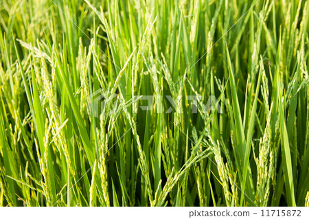 Rice and rice fields. Rice and rice fields. 11715872