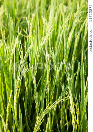Rice and rice fields. Rice and rice fields. 11715873
