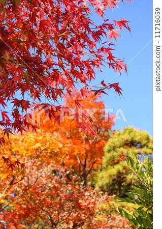 Autumn Autumn Autumn Autumn Autumn Autumn 11716059