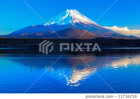 顛倒了富士山的水禽,反映在Shimpo湖(3) 顛倒了富士山的水禽,反映在Shimpo湖(3) 11716259