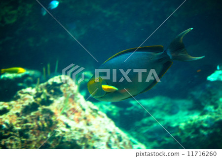 Kurohaugi，沖繩 11716260