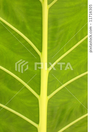 Green leaf background Green leaf background 11716305