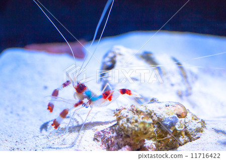 Otidome蝦 Otidome蝦 11716422