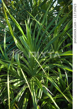 阿丹離開了 11716423