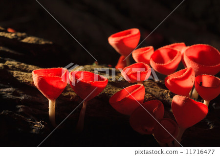 Orange or Champagne mushroom in rain forest Orange or Champagne mushroom in rain forest 11716477
