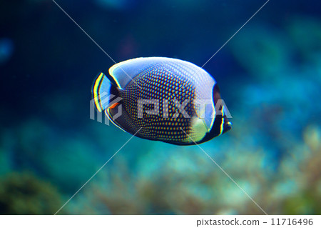熱帶魚 熱帶魚 11716496