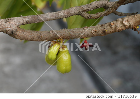 Bilimbi fruit and blossom 11716539