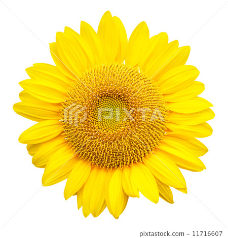 sunflower isolated on white background sunflower isolated on white background 11716607