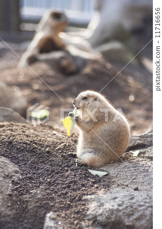 Prairie dog Prairie dog 11716656