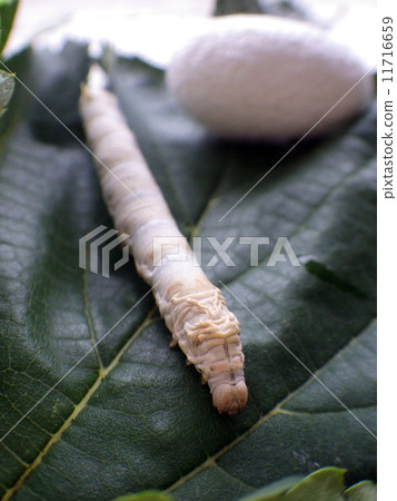 Silkworms and cocoon Silkworms and cocoon 11716659