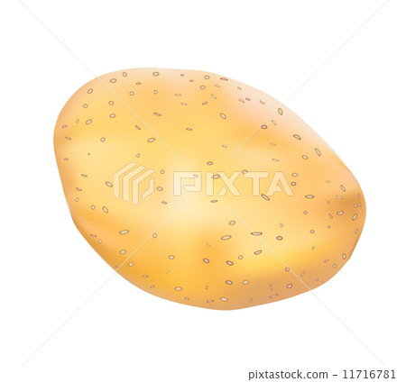 Potato on white-vector Potato on white-vector 11716781