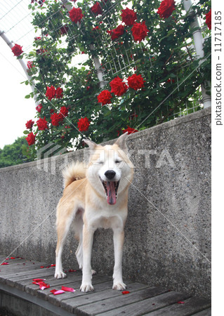 图库照片: 玫瑰鲜花和打呵欠的狗