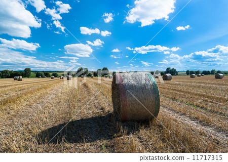 Hay bales on the field 11717315