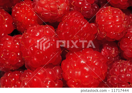 Raspberries very close up as background 11717444