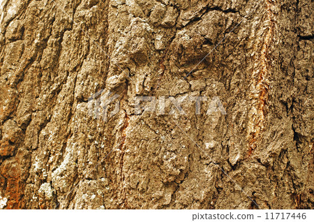 Ancient birch trunk texture as background Ancient birch trunk texture as background 11717446