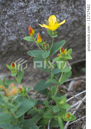 Shinano Otogiri 11717482