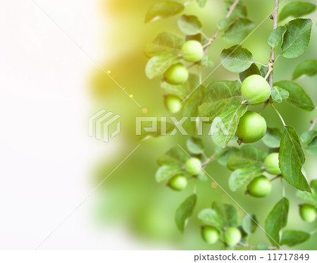 Growing Apples, collage 11717849