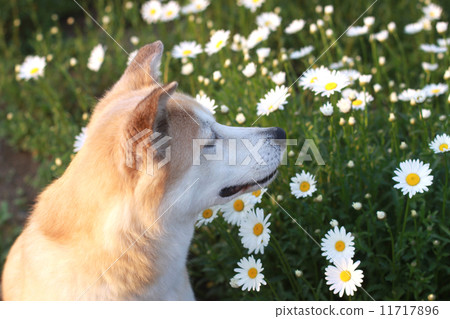 A dog that closes his eyes and sniffs the flowers 11717896